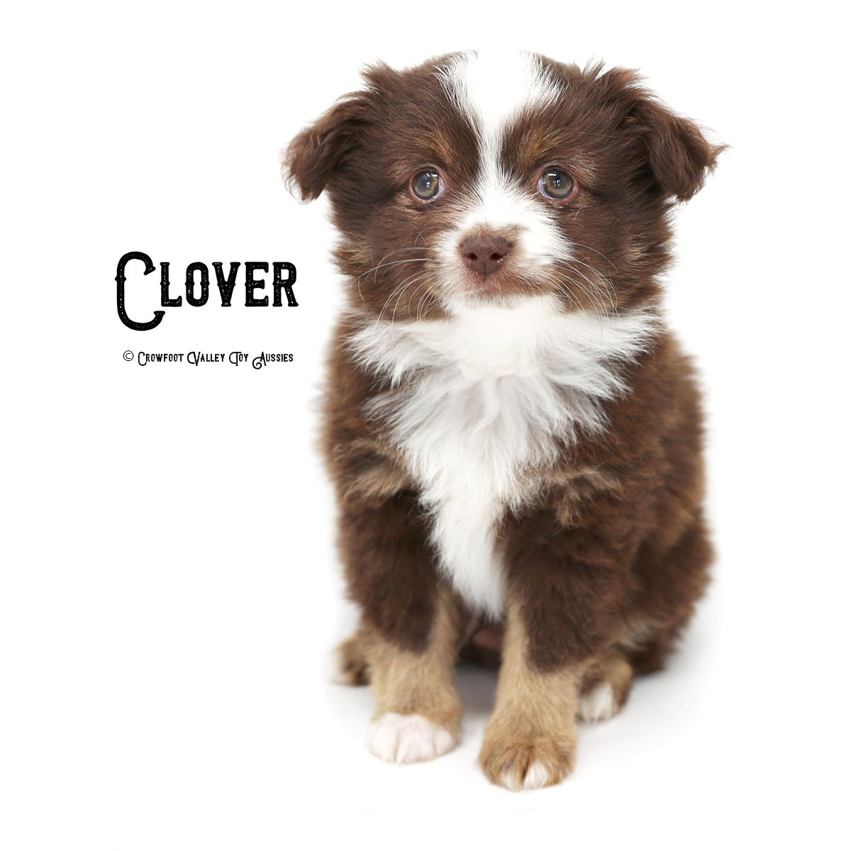 Clover_Red_Tri_Male_20220707_Crowfoot_Valley_Toy_Aussies_Colorado.jpg