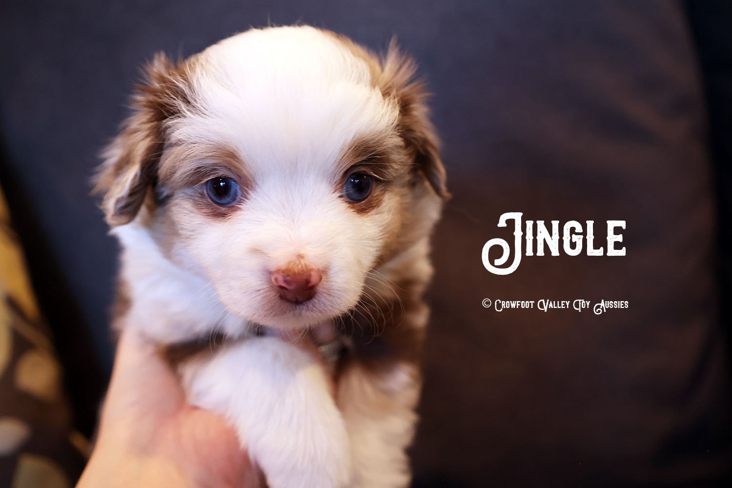 Jingle_blue-eyed-red-merle_male_Toy-Australian-Shepherd-puppy_Crowfoot_Valley_Toy_Aussies_Colorado_20240117-1.jpg