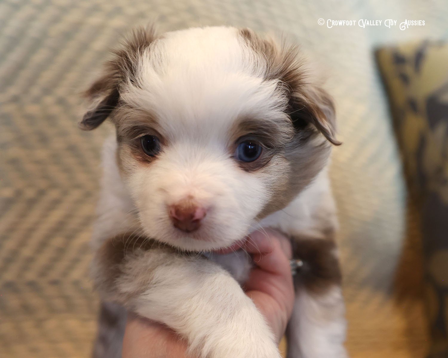 Jingle_blue-eyed-red-merle_male_Toy-Australian-Shepherd-puppy_Crowfoot_Valley_Toy_Aussies_Colorado_20240117-2.jpg