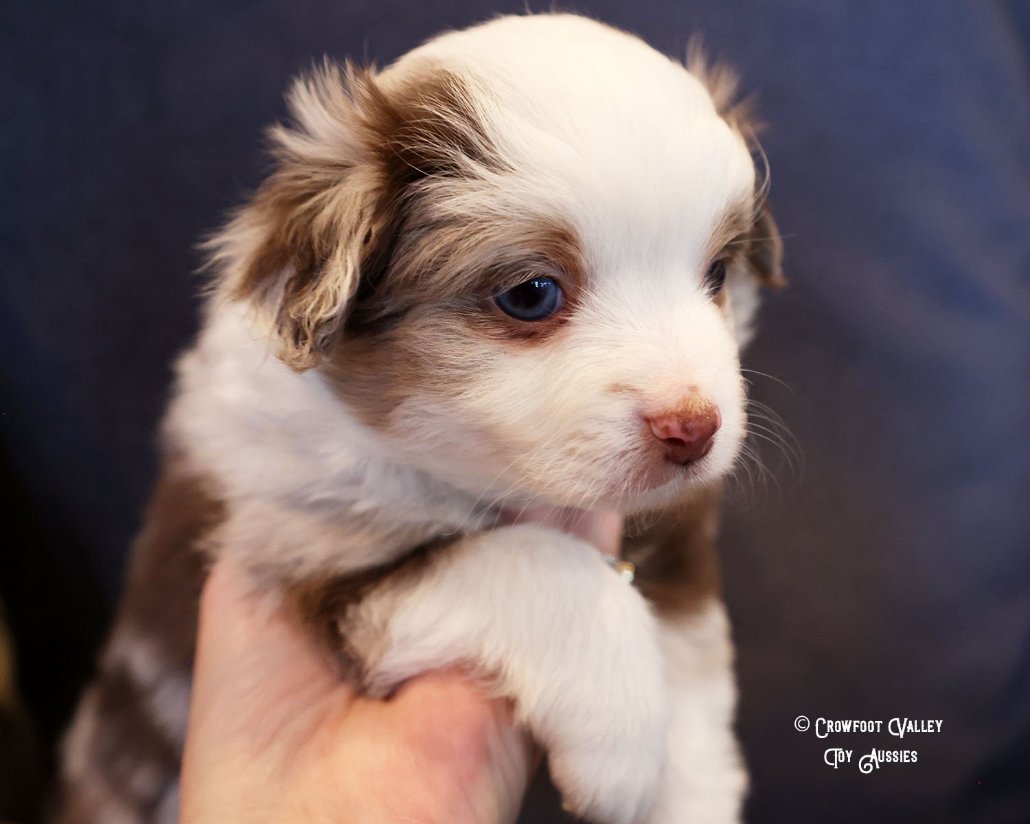 Jingle_blue-eyed-red-merle_male_Toy-Australian-Shepherd-puppy_Crowfoot_Valley_Toy_Aussies_Colorado_20240117-5.jpg