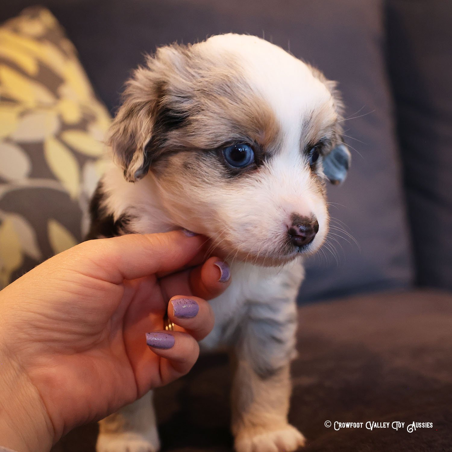 Joy_blue-eyed-blue-merle_femael_Toy-Australian-Shepherd-puppy_Crowfoot_Valley_Toy_Aussies_Colorado_20240117-3.jpg