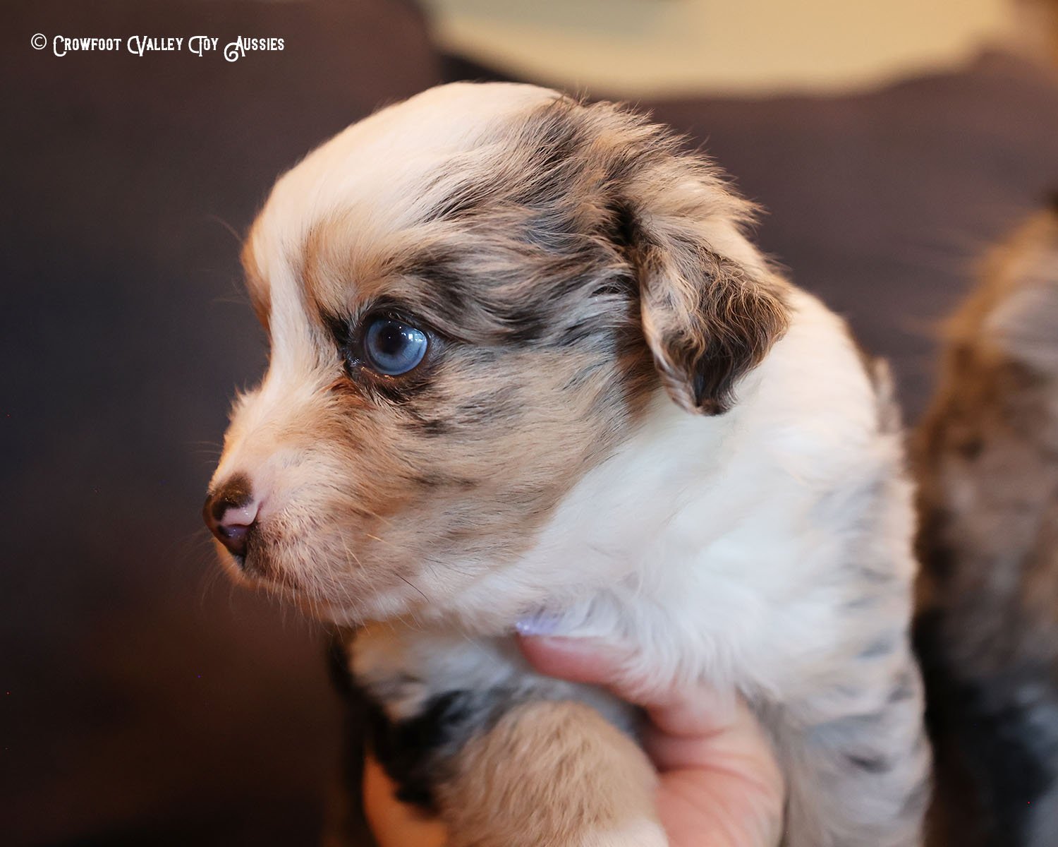 Joy_blue-eyed-blue-merle_femael_Toy-Australian-Shepherd-puppy_Crowfoot_Valley_Toy_Aussies_Colorado_20240117-6.jpg