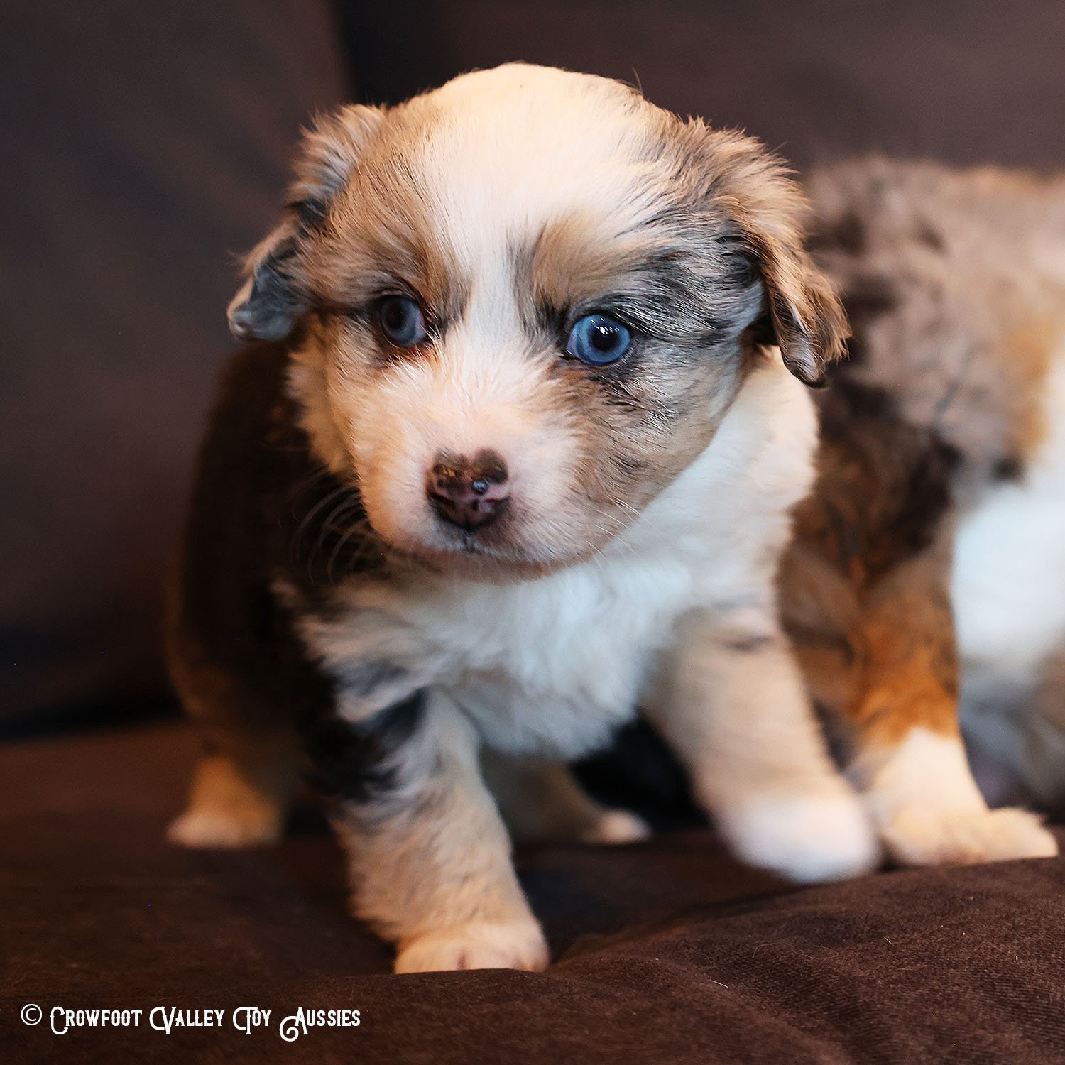 Joy_blue-eyed-blue-merle_femael_Toy-Australian-Shepherd-puppy_Crowfoot_Valley_Toy_Aussies_Colorado_20240117-7.jpg