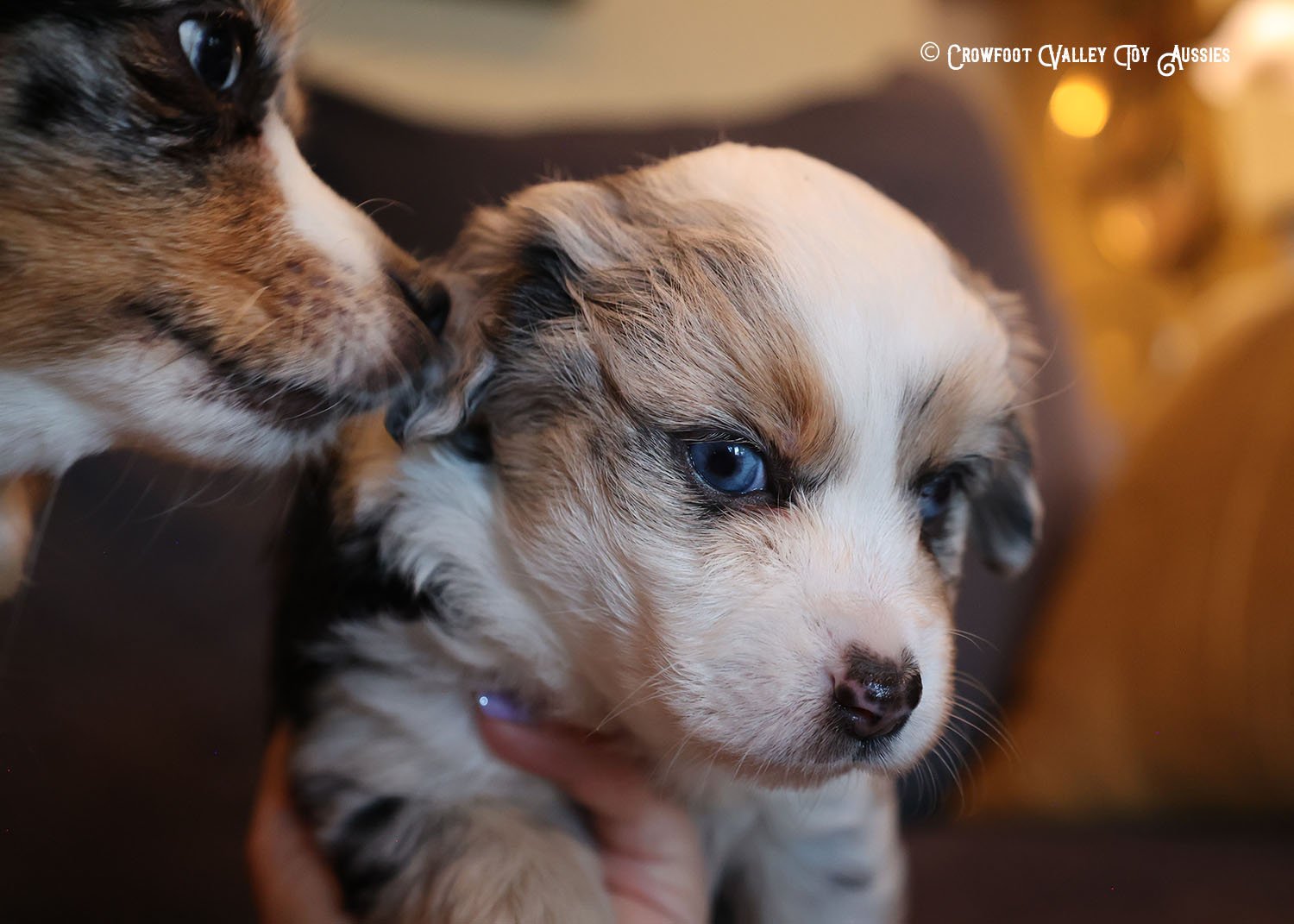 Joy_blue-eyed-blue-merle_femael_Toy-Australian-Shepherd-puppy_Crowfoot_Valley_Toy_Aussies_Colorado_20240117-10.jpg