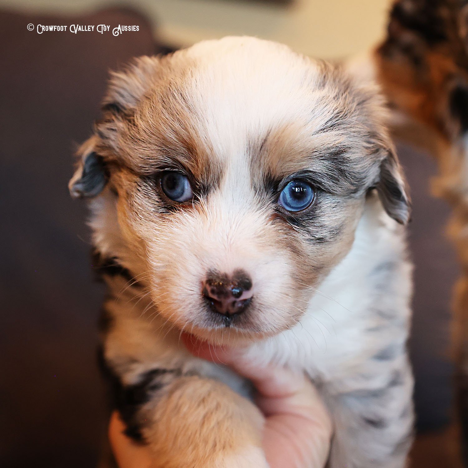 Joy_blue-eyed-blue-merle_femael_Toy-Australian-Shepherd-puppy_Crowfoot_Valley_Toy_Aussies_Colorado_20240117-13.jpg