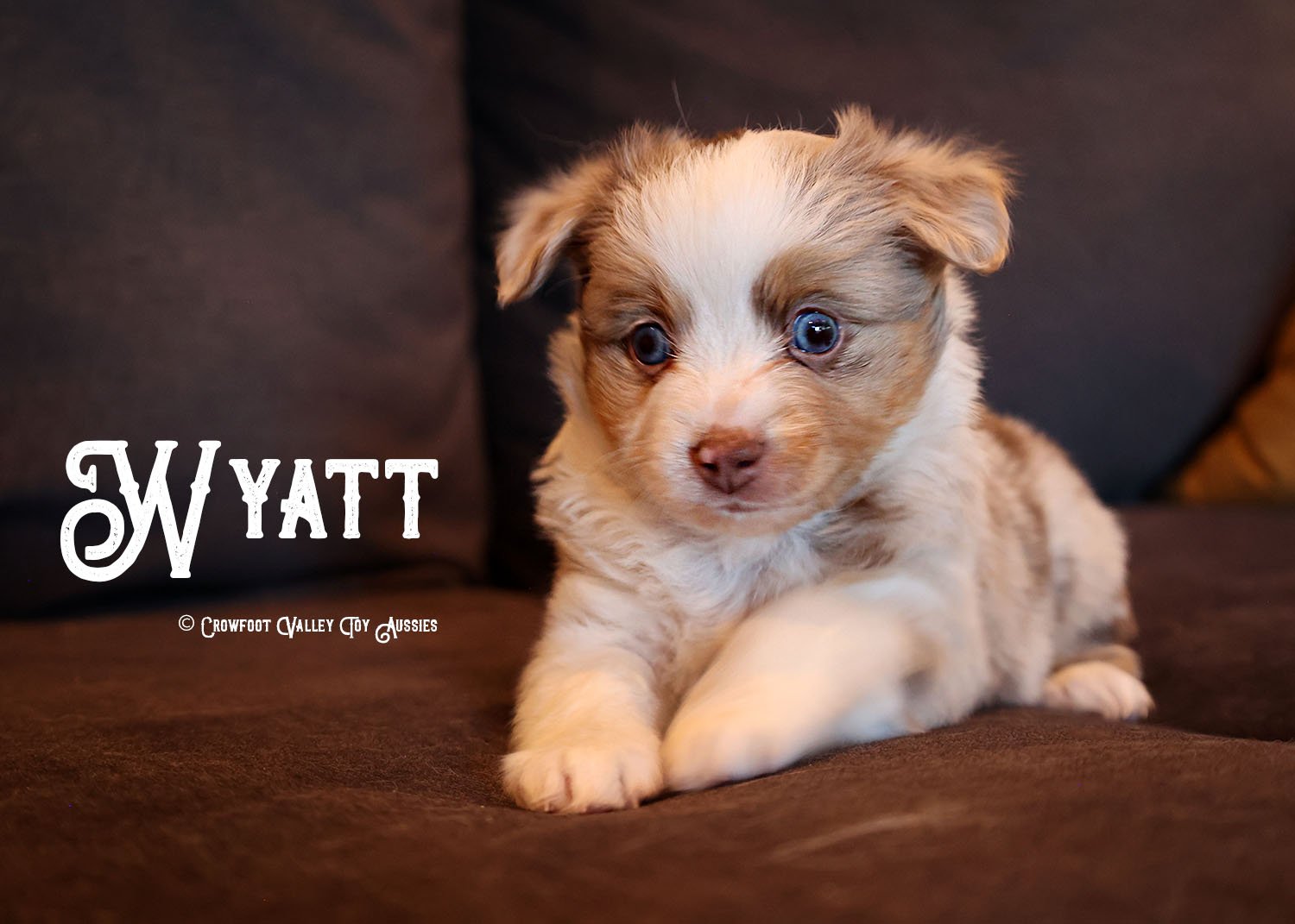 Wyatt_Jolly_blue-eyed-red-merle_male_Toy-Australian-Shepherd-puppy_Crowfoot_Valley_Toy_Aussies_Colorado_20240117-1.jpg