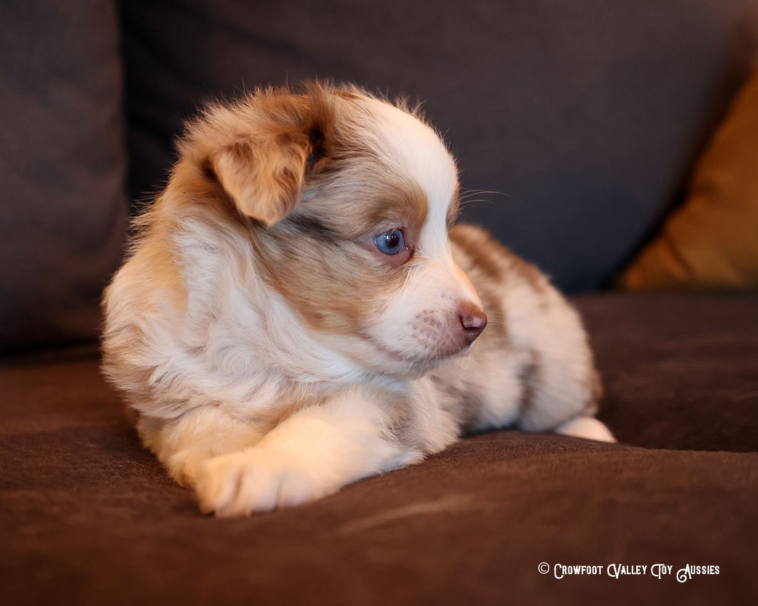 Wyatt_Jolly_blue-eyed-red-merle_male_Toy-Australian-Shepherd-puppy_Crowfoot_Valley_Toy_Aussies_Colorado_20240117-3.jpg