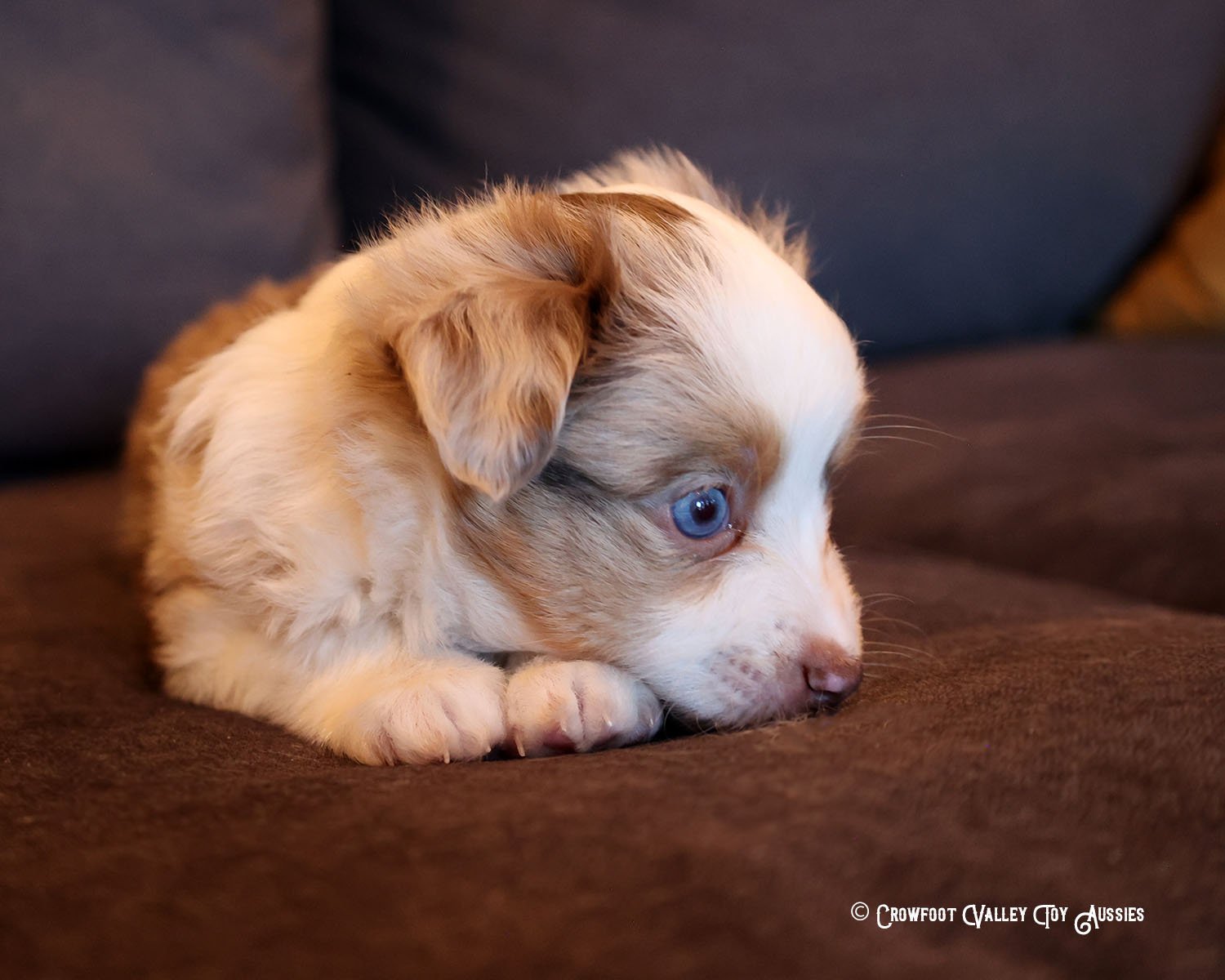 Wyatt_Jolly_blue-eyed-red-merle_male_Toy-Australian-Shepherd-puppy_Crowfoot_Valley_Toy_Aussies_Colorado_20240117-6.jpg