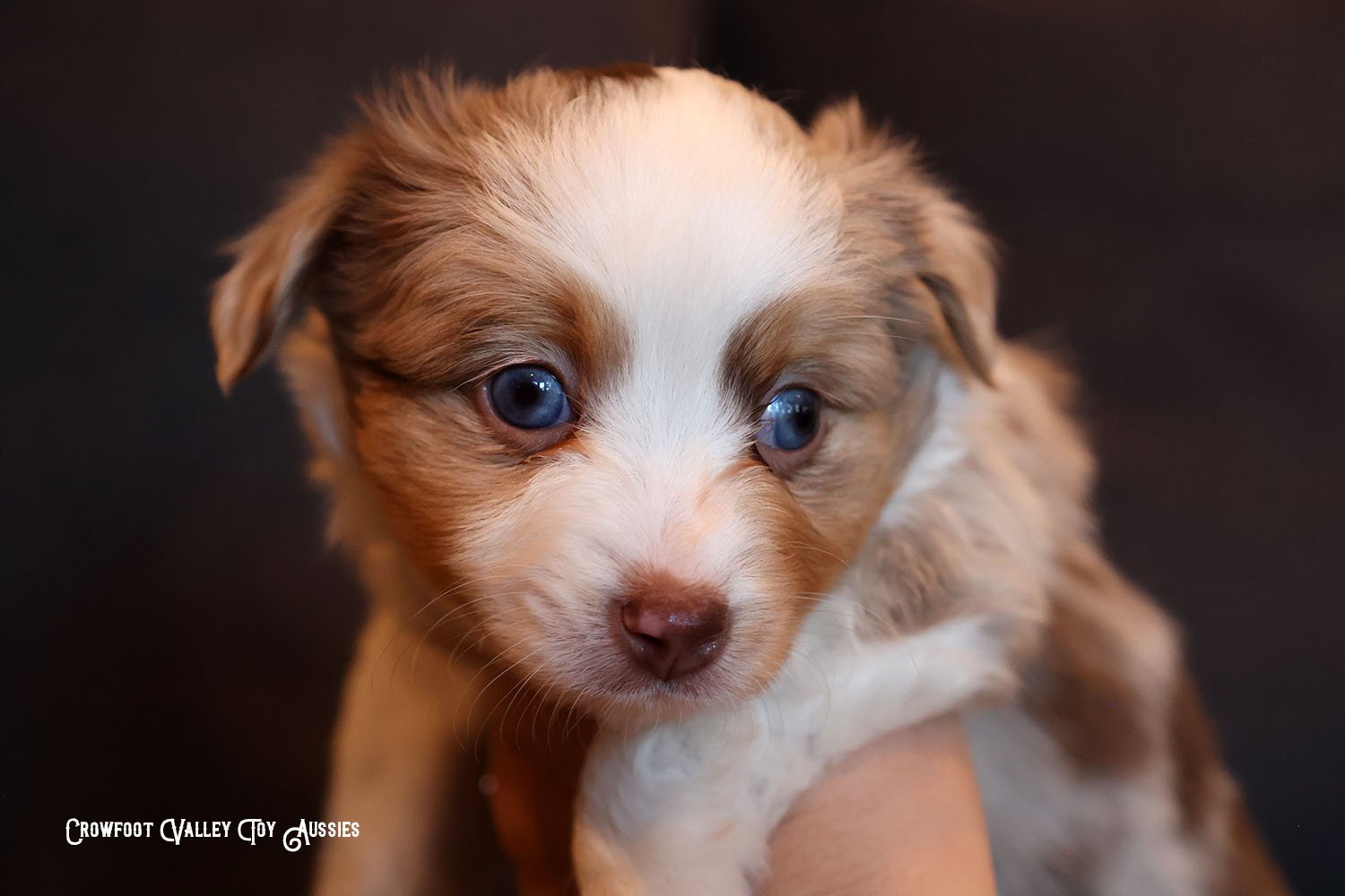 Wyatt_Jolly_blue-eyed-red-merle_male_Toy-Australian-Shepherd-puppy_Crowfoot_Valley_Toy_Aussies_Colorado_20240117-9.jpg