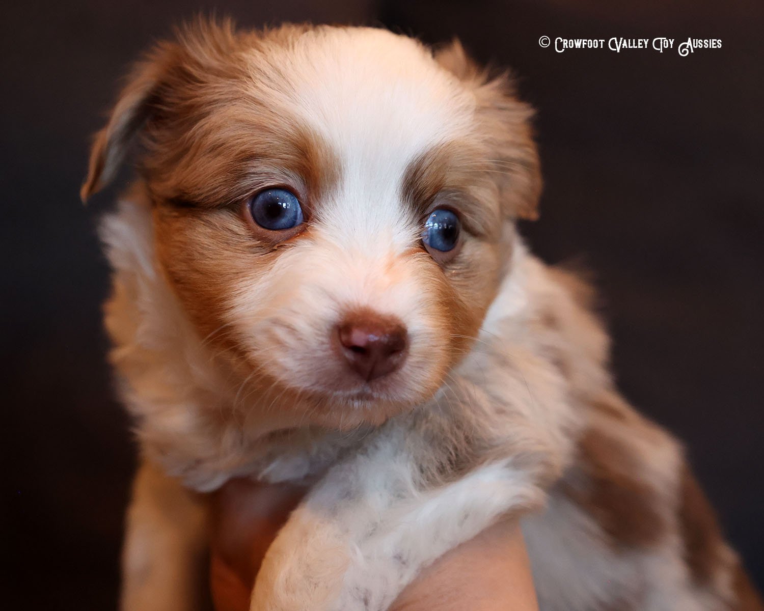 Wyatt_Jolly_blue-eyed-red-merle_male_Toy-Australian-Shepherd-puppy_Crowfoot_Valley_Toy_Aussies_Colorado_20240117-10.jpg