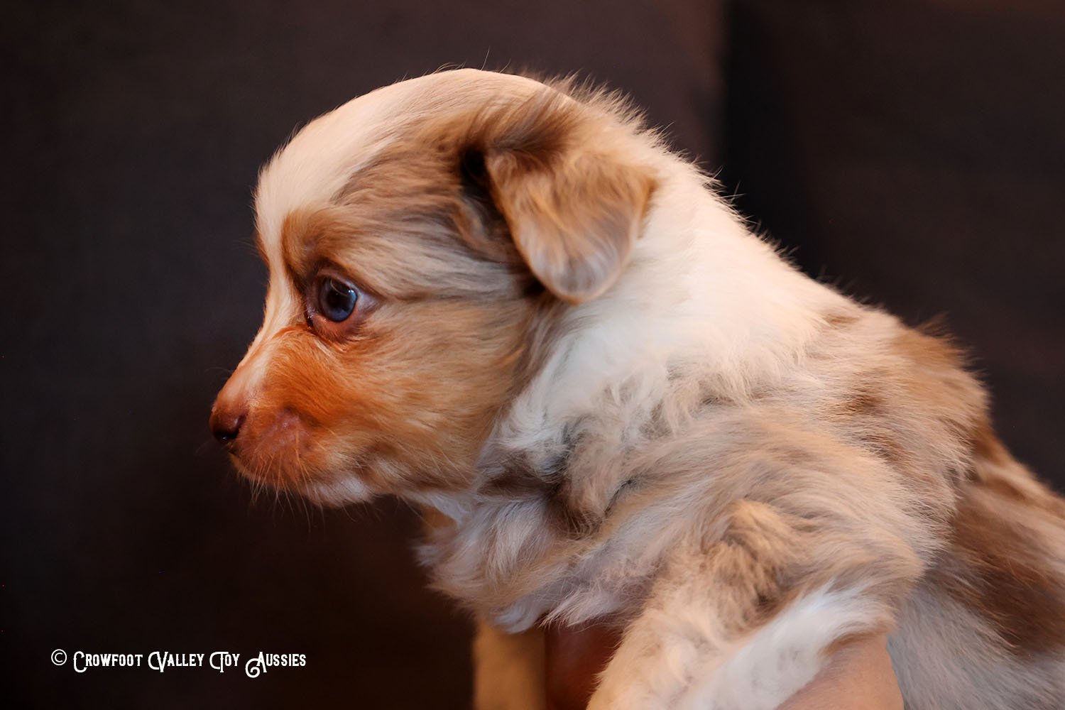 Wyatt_Jolly_blue-eyed-red-merle_male_Toy-Australian-Shepherd-puppy_Crowfoot_Valley_Toy_Aussies_Colorado_20240117-11.jpg