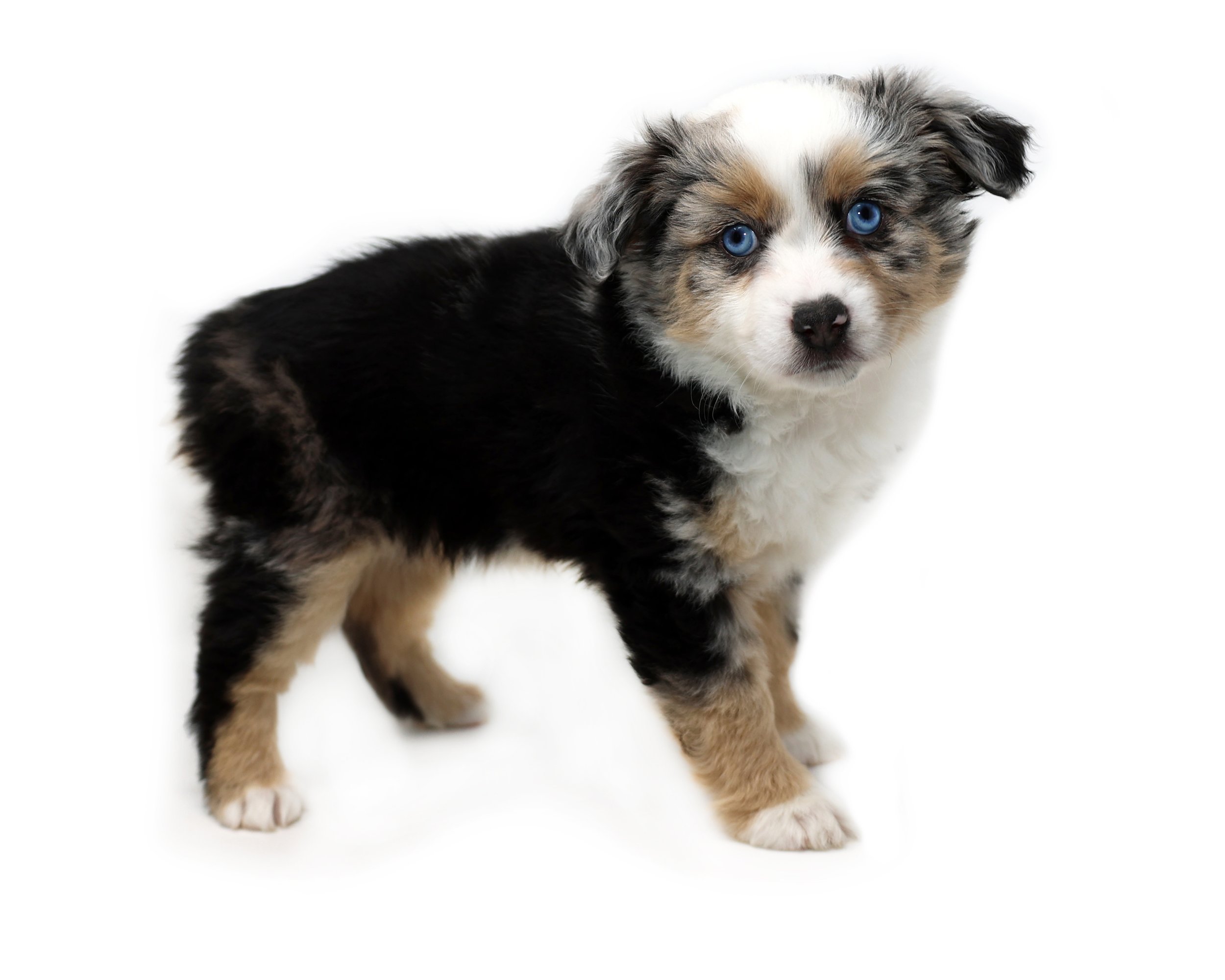 Sadie_Joy_blue-eyed-blue-merle_femael_Toy-Australian-Shepherd-puppy_Crowfoot_Valley_Toy_Aussies_Colorado_20240203-1.jpg