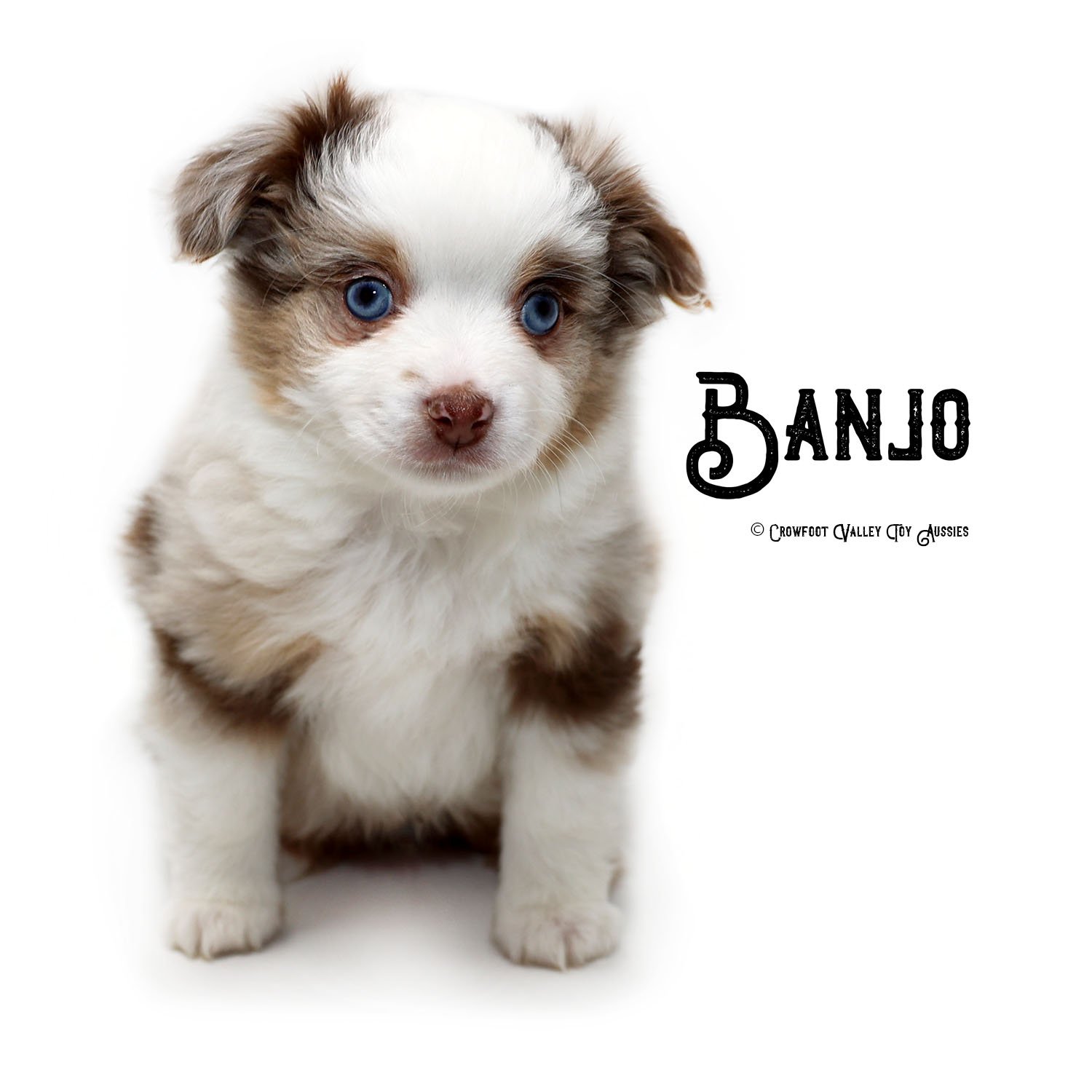 Banjo_Jingle_blue-eyed-red-merle_male_Toy-Australian-Shepherd-puppy_Crowfoot_Valley_Toy_Aussies_Colorado_20240203-1c.jpg