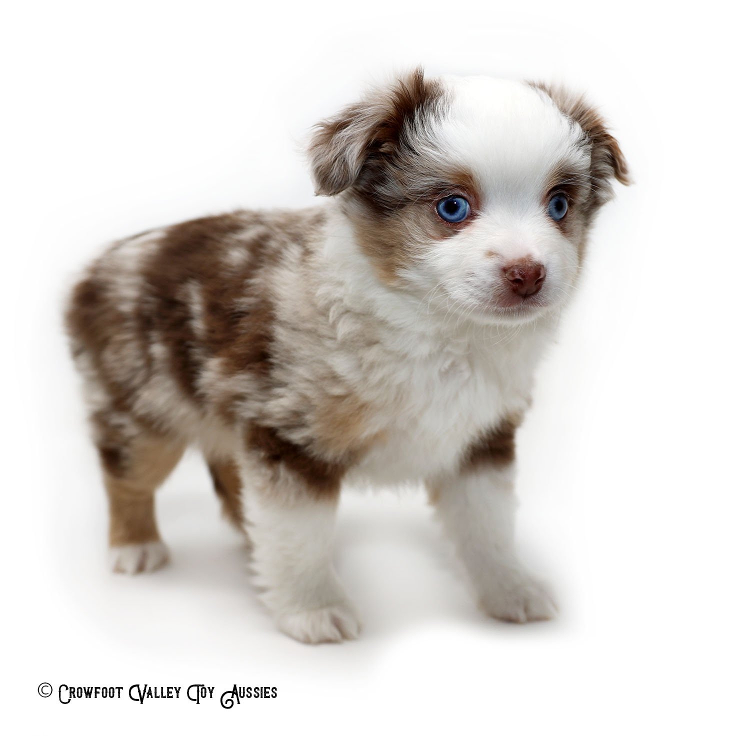 Banjo_Jingle_blue-eyed-red-merle_male_Toy-Australian-Shepherd-puppy_Crowfoot_Valley_Toy_Aussies_Colorado_20240203-2c.jpg