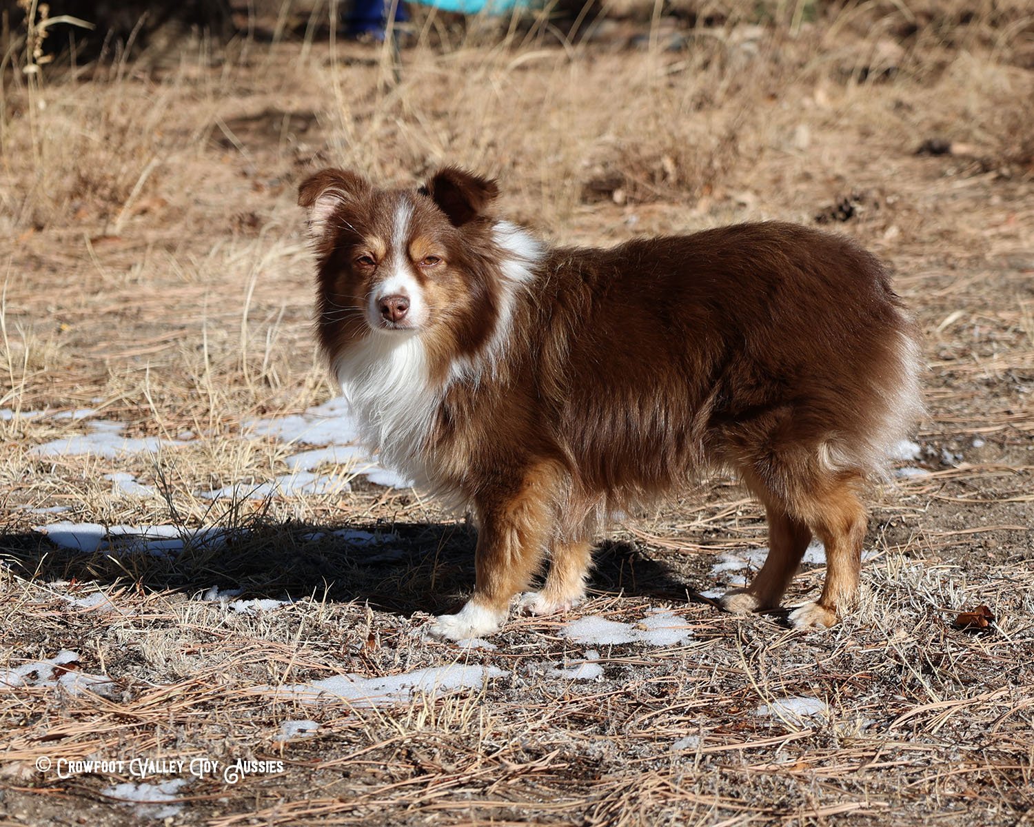 Our Dogs — Crowfoot Valley Toy Aussies