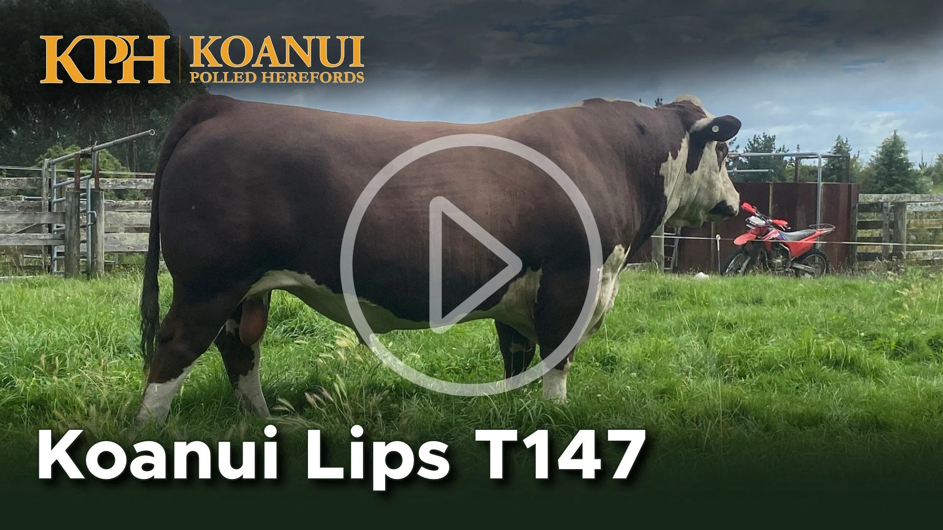 Top Polled Hereford Genetics available for commercial dairy breeders