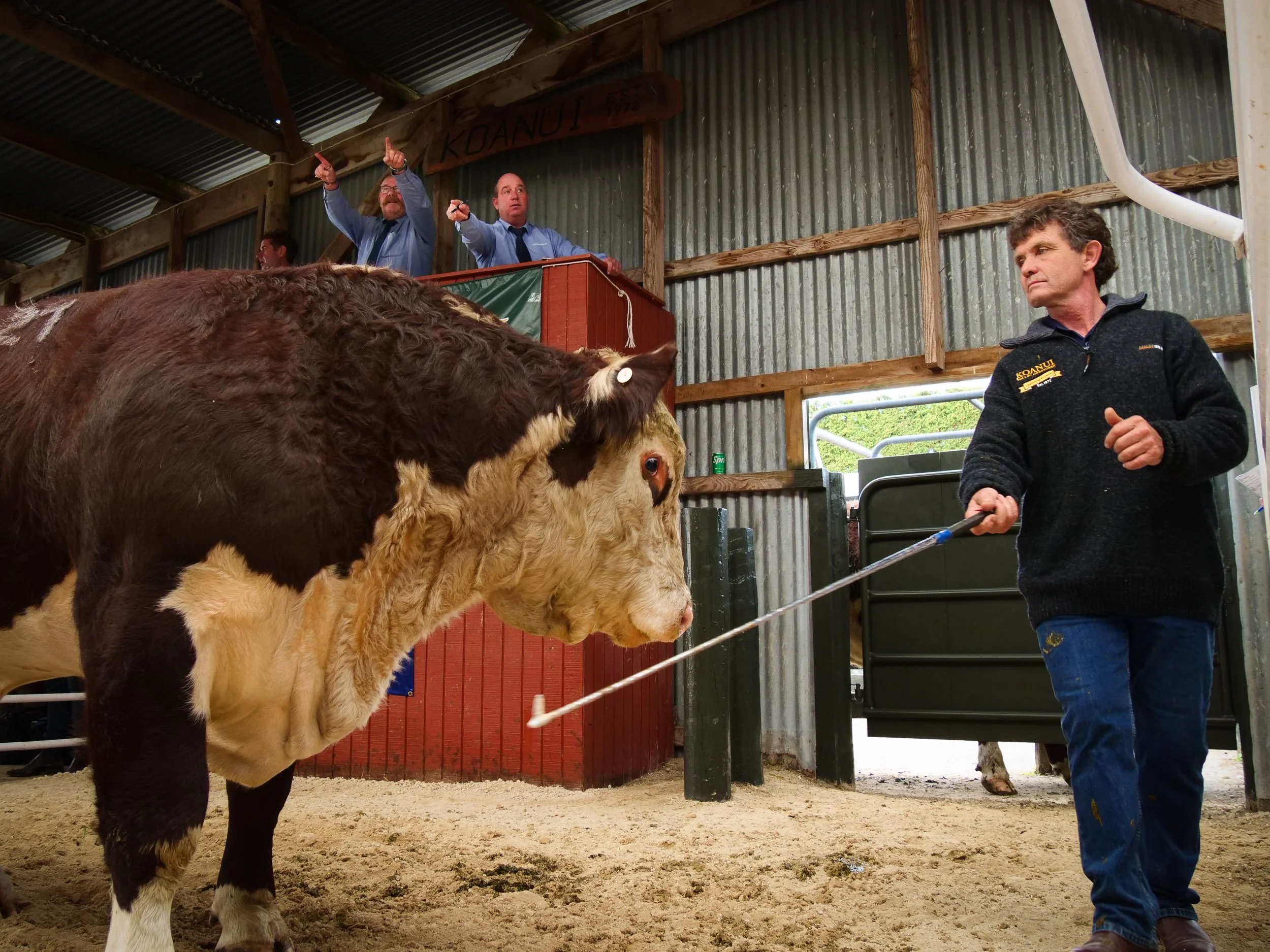 Sale updates for 2026 bull sale