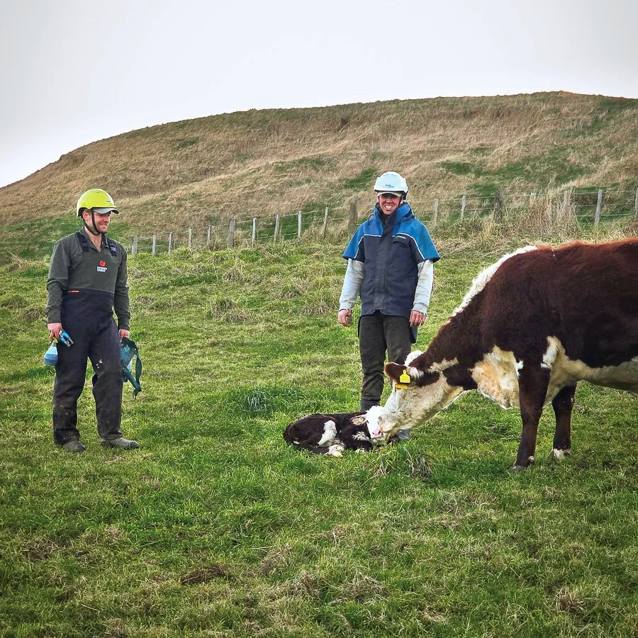 Two men wearing wet weather gear stand in a paddock smiling at a baby calf  which is being licked by it's cow mother.