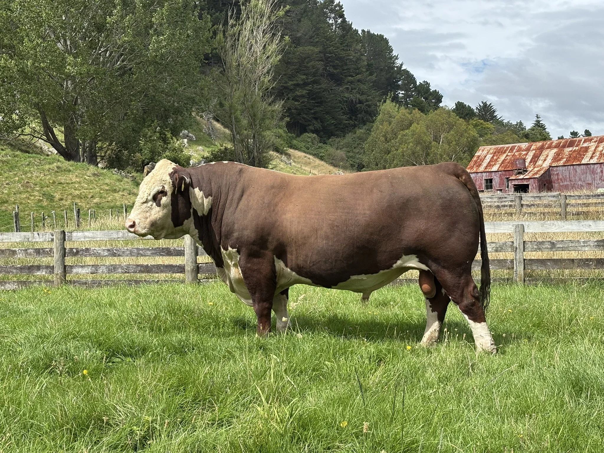 A large polled Hereford bull, Koanui Lips T147, stands in a paddock with a wood board fence and trees in the background.
