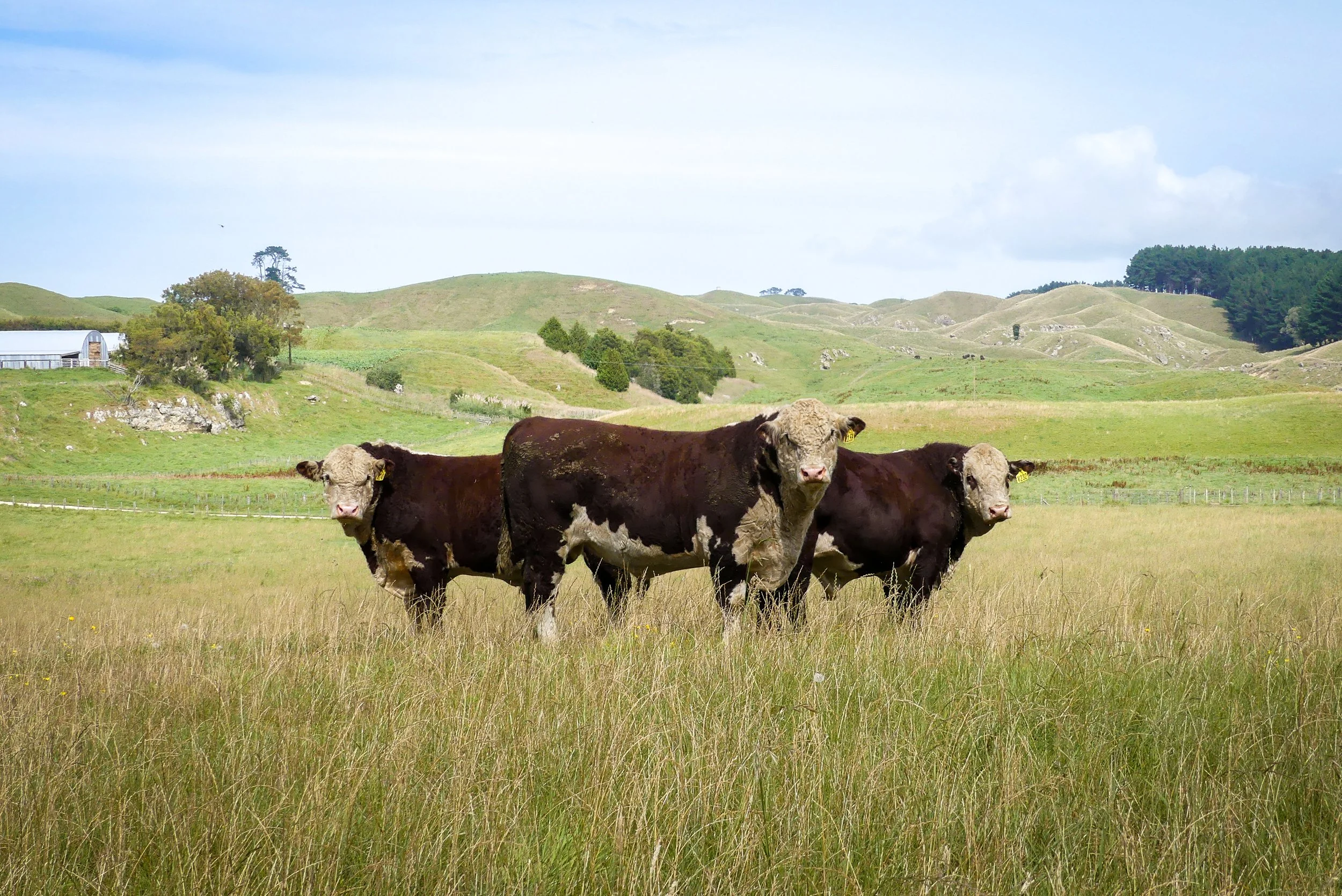 Koanui sale bulls will make you money