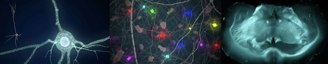 Image credit: Boyden Lab