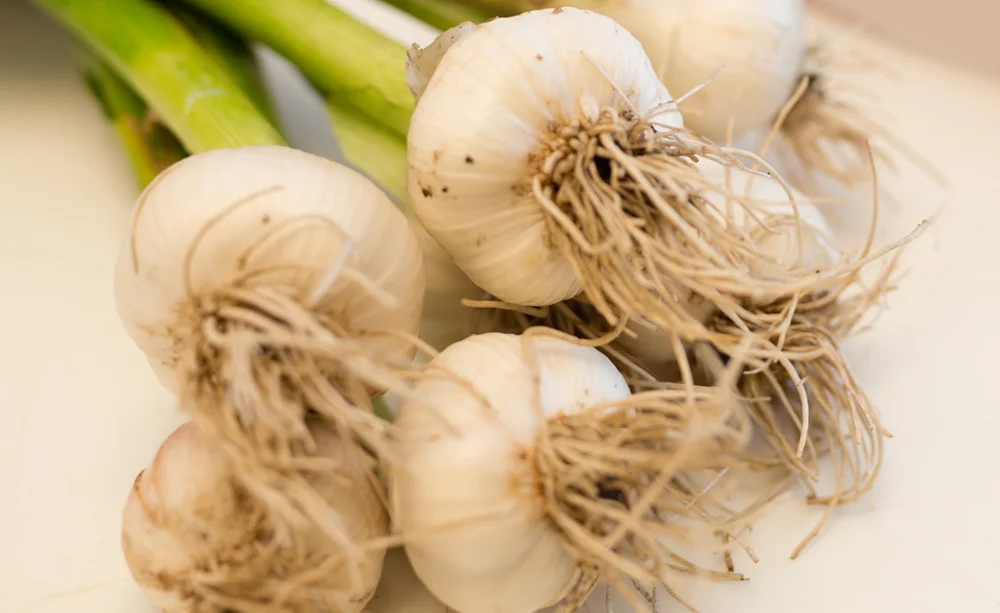 garlic.jpg