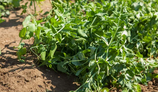Peas-1_1405445065.jpg