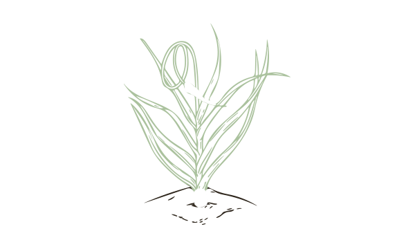 Garlic Scapes