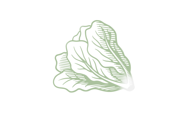 Lettuce