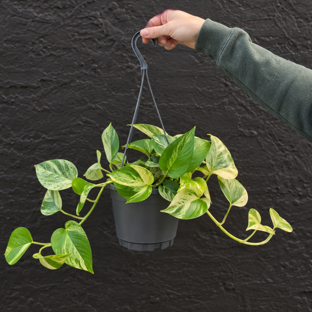 Hanging%2BVariegated%2BPothos%2BAgainst%2BCharcoal%2BWall%25281%2529.png
