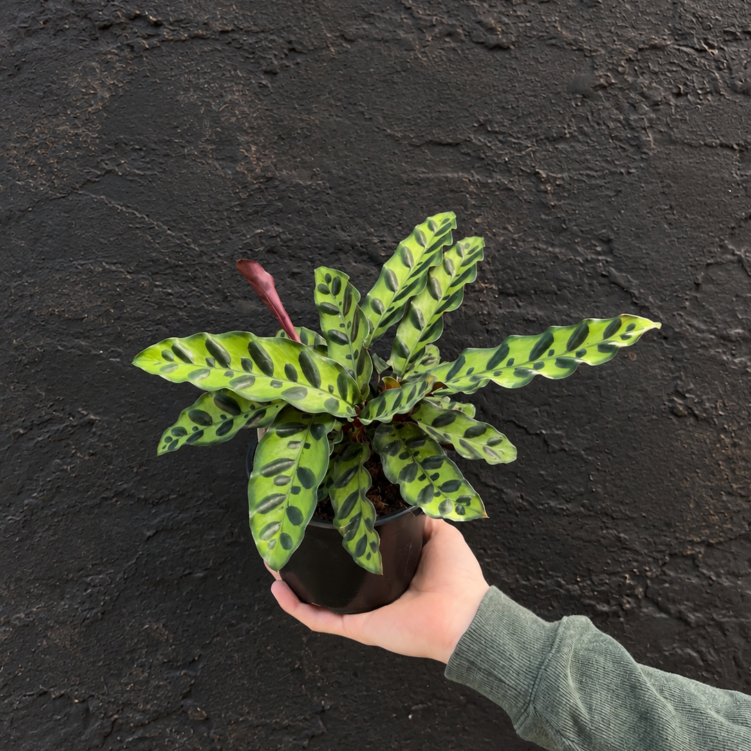 Rattlesnake calathea plant with patterned green leaves in a black pot against a textured charcoal wall