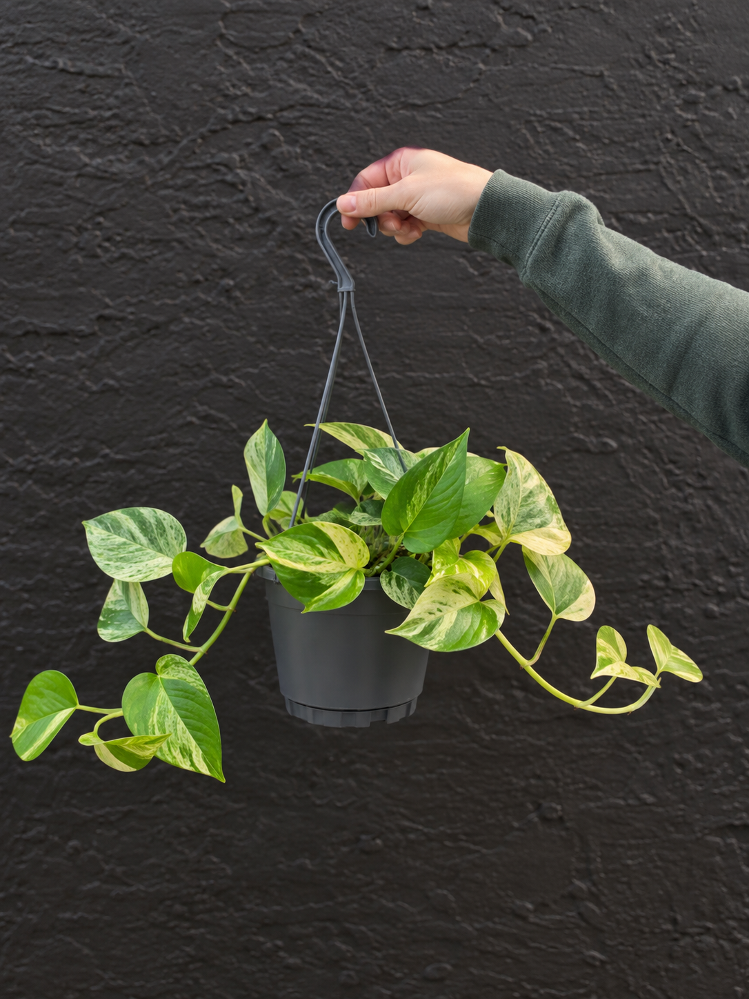 MARBLE QUEEN HANGING PLANT