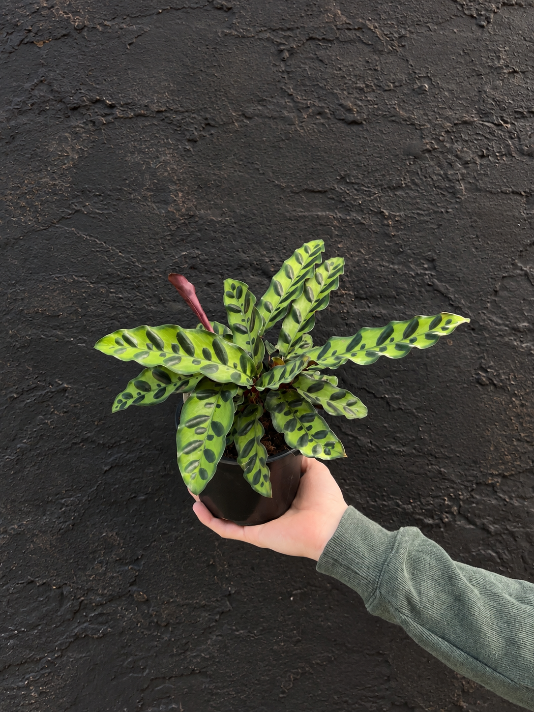 CALATHEA RATTLE SNAKE