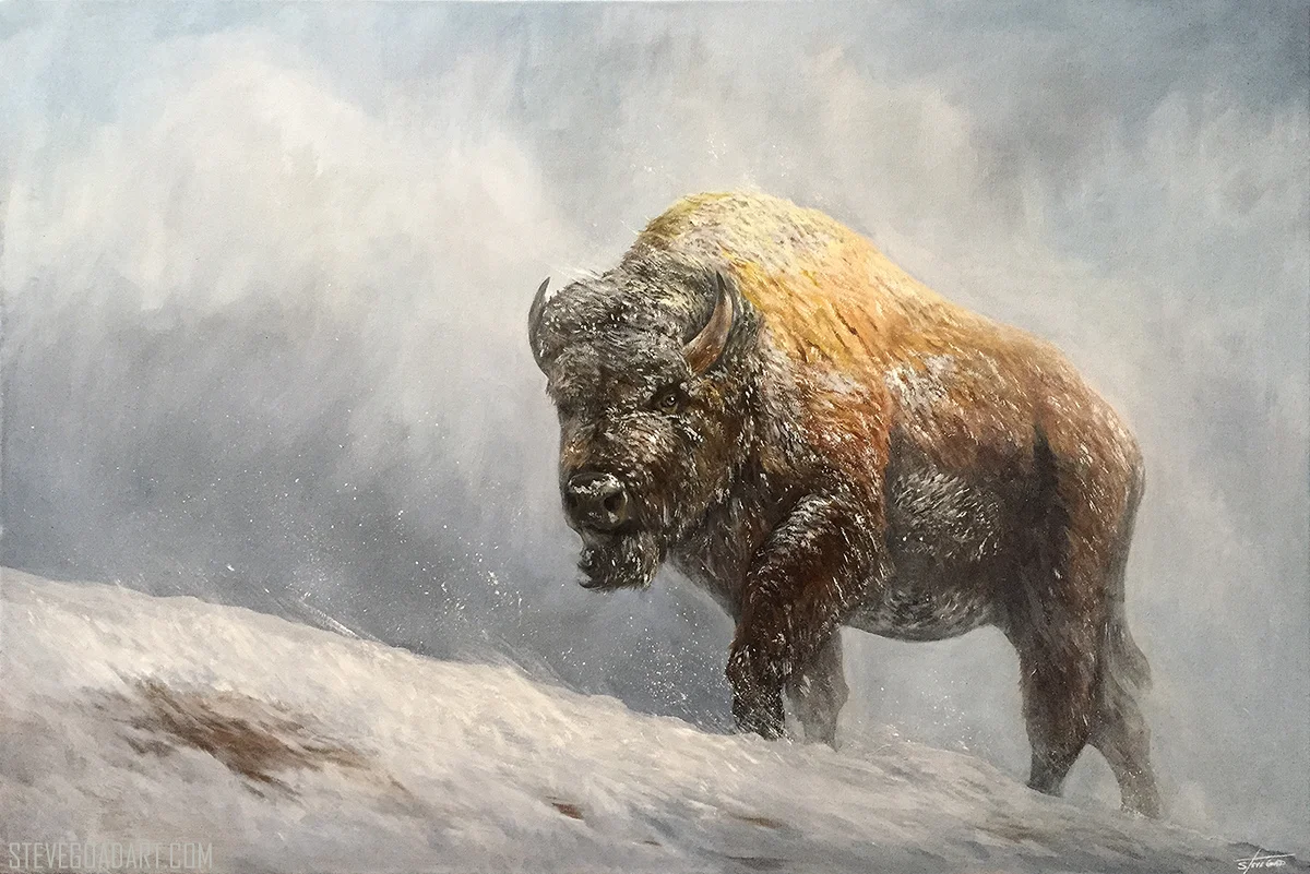 buffalo_oil_painting_by_stevegoad.jpg