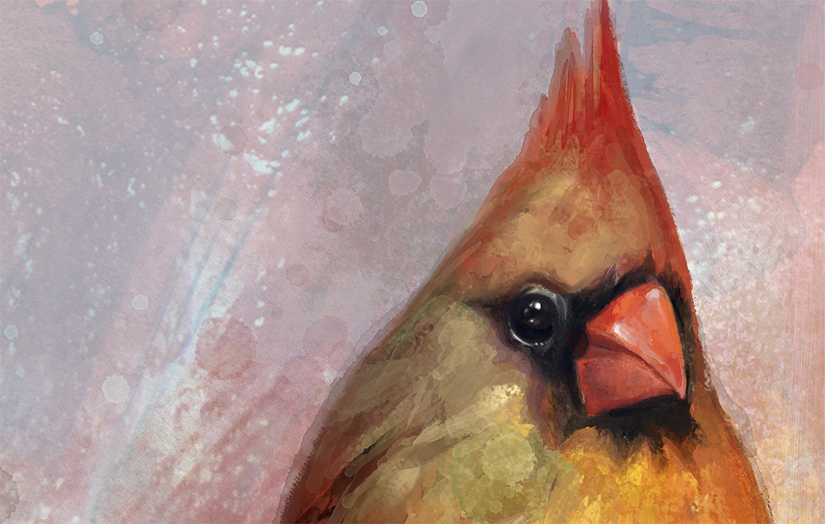 cardinal_female_closeup_bystevegoad.jpg