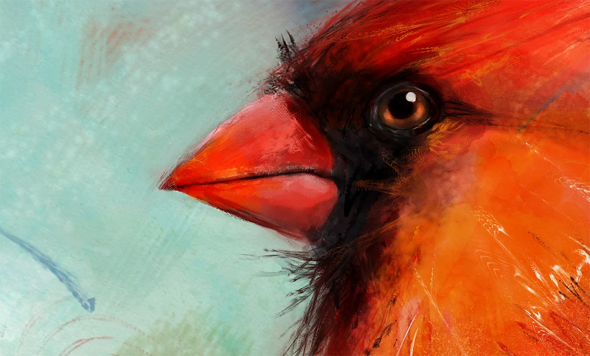 limited_edition_cardinal_closeup_bystevegoad.jpg