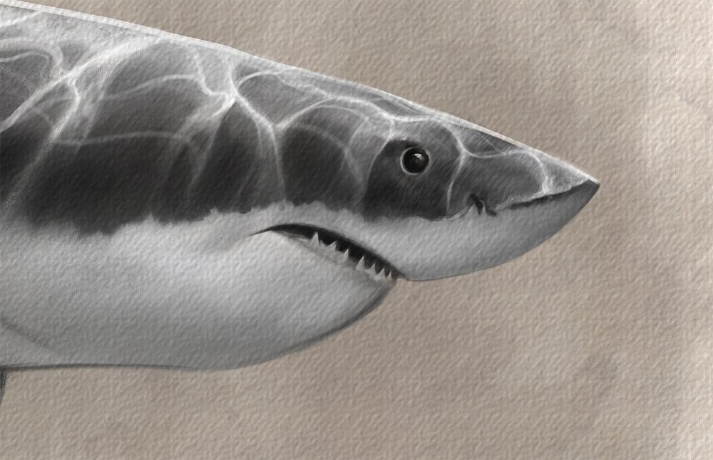 Pencil Drawings Of Great White Sharks
