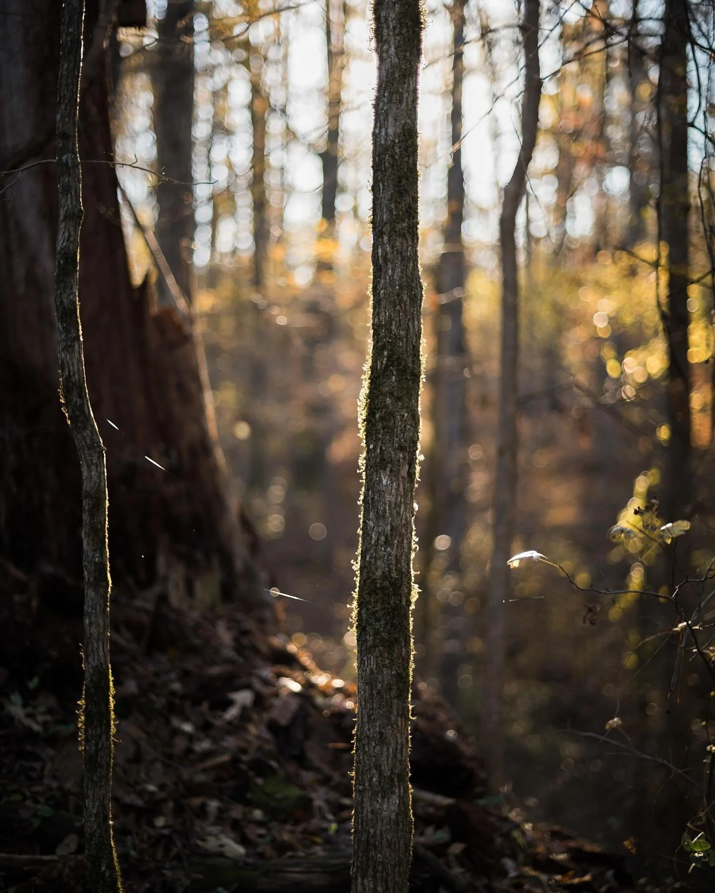This is a set of pics that I&rsquo;ve started to gather pretty much ever since I began taking pics. I don&rsquo;t know what it is about trees, but I can&rsquo;t help myself sometimes, in particular if there&rsquo;s any sort of human involvement, like