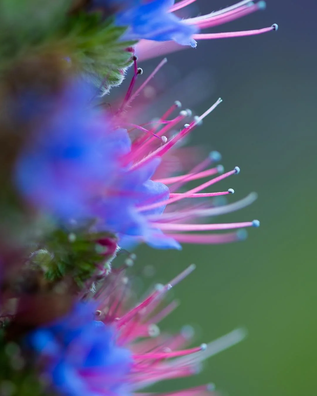 Obligatory flower photograph! And cropped because Instagram seems to hate one of the most common aspect ratios in photography! There&rsquo;s absolutely nothing wrong with occasional delves of aestheticism.