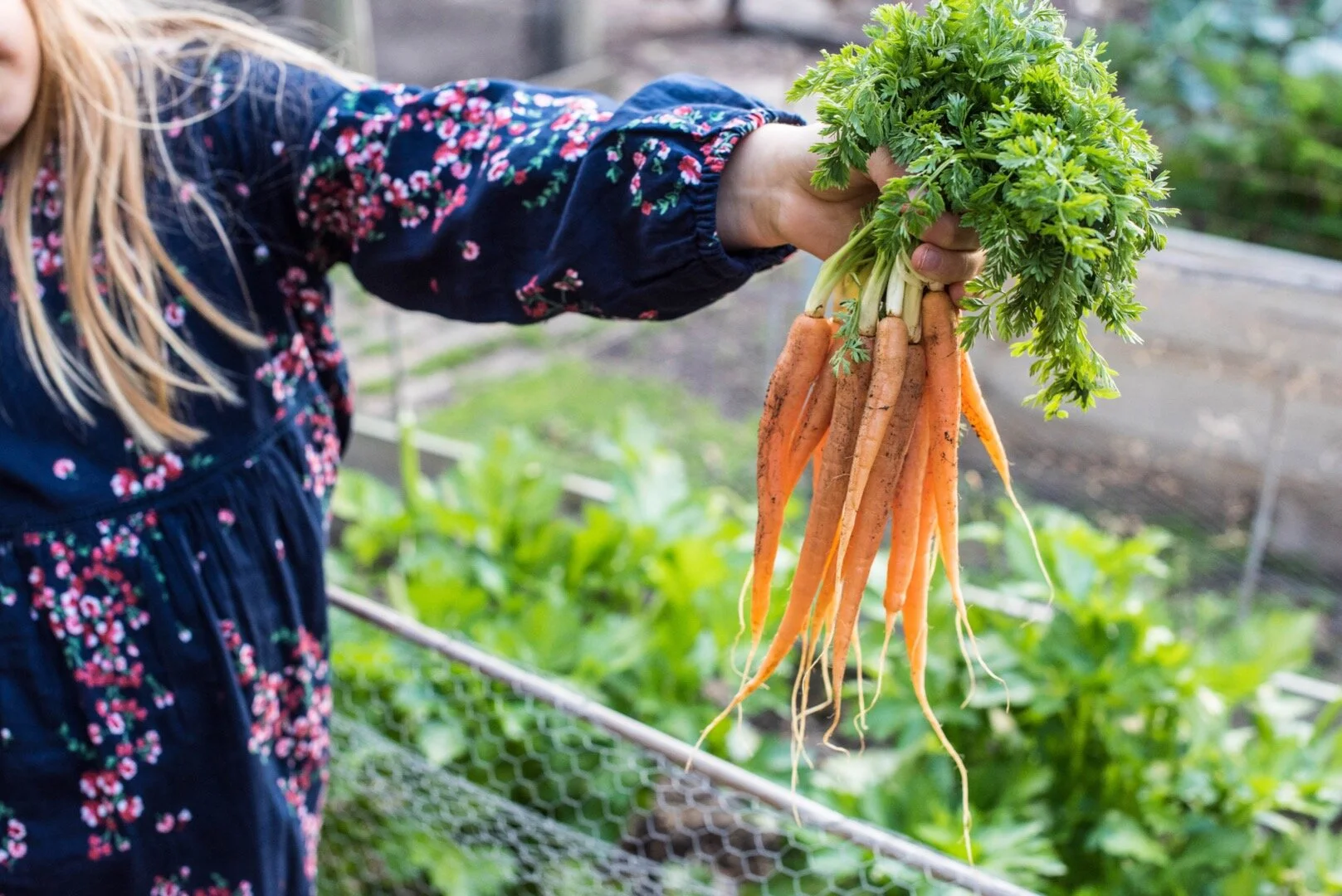 Immunity and gut microbes