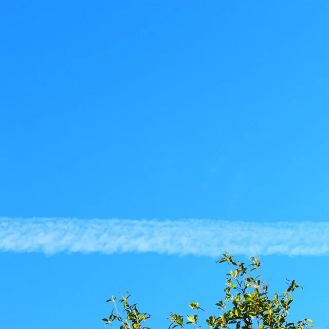Plane cloud.... #loganberryart #blueskies #mothernature #inspiration #gardenlife