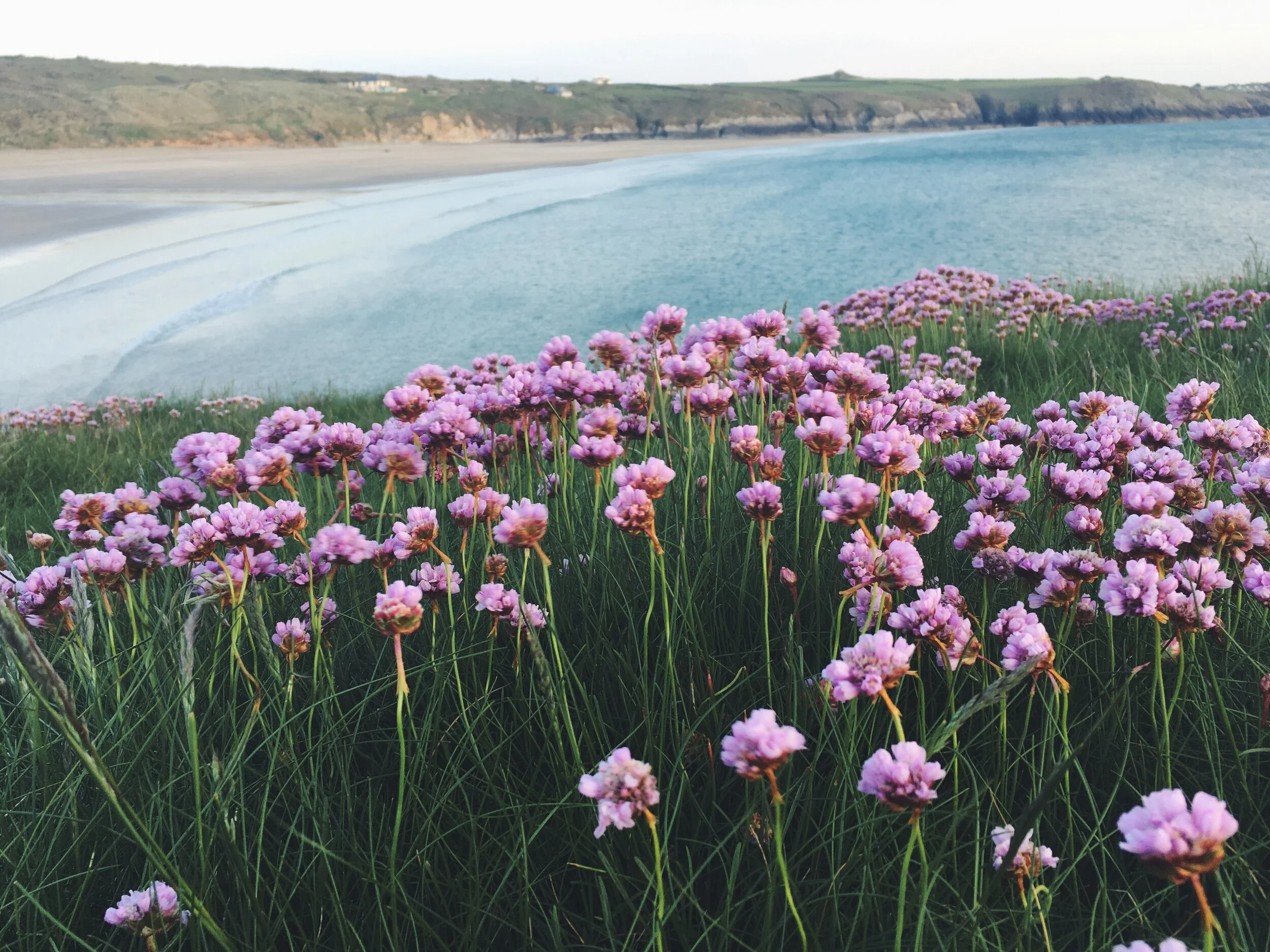 Wild Trails Wales Guide Wild Flowers of the Wales Coast Path — Wild