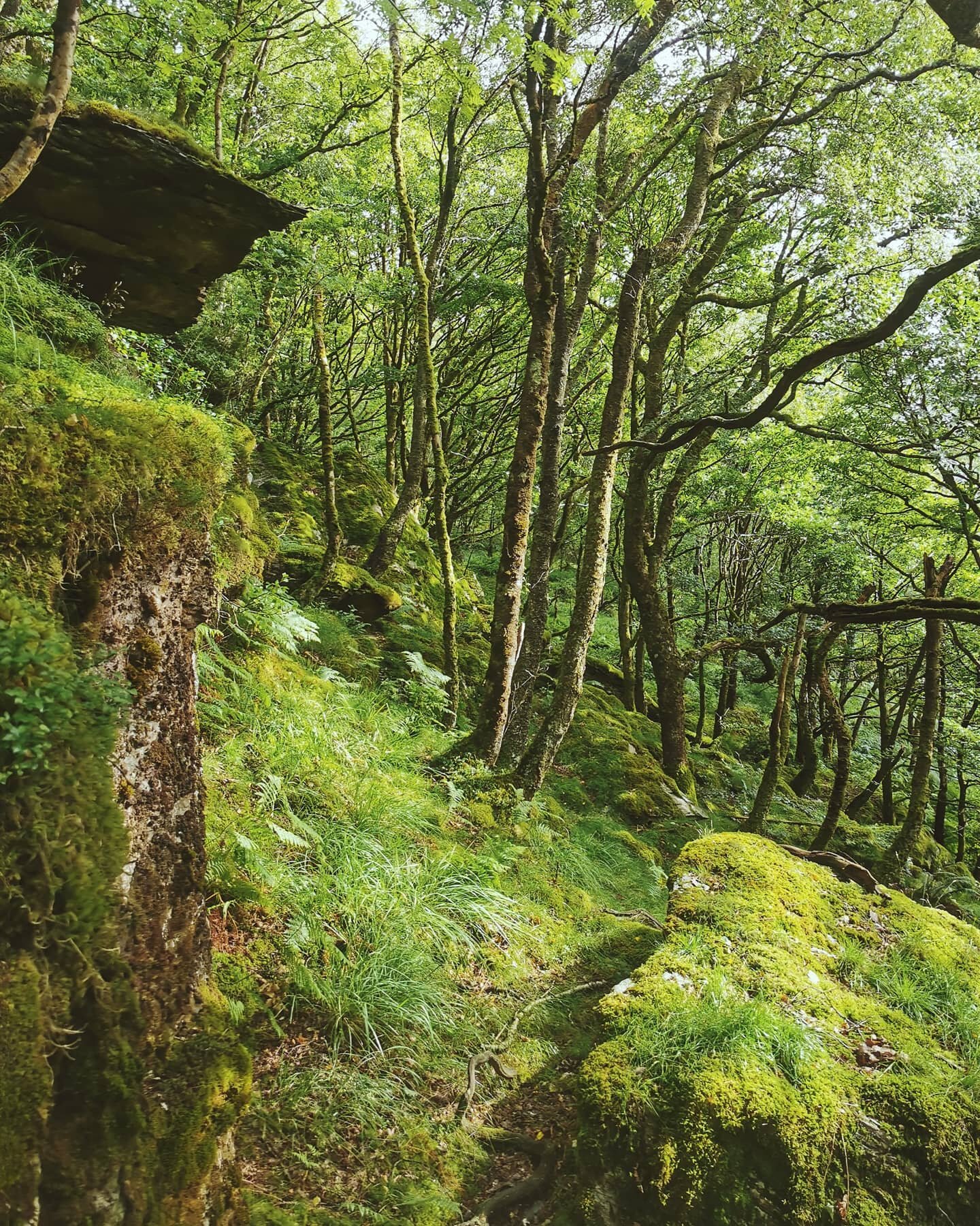 Wild Trails Wales Guide: The Wild Celtic Rainforests of Wales