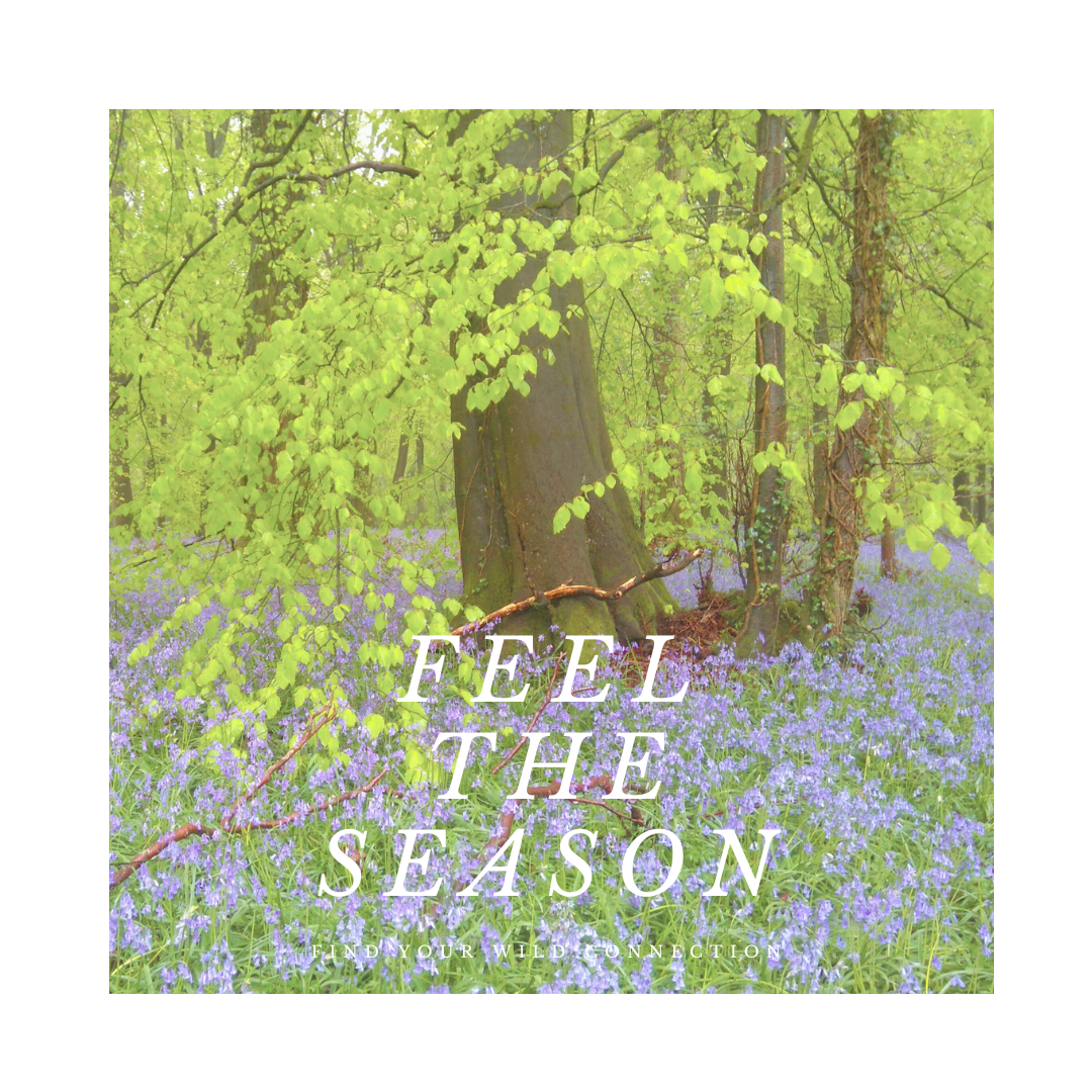 Feel the Season (1).png