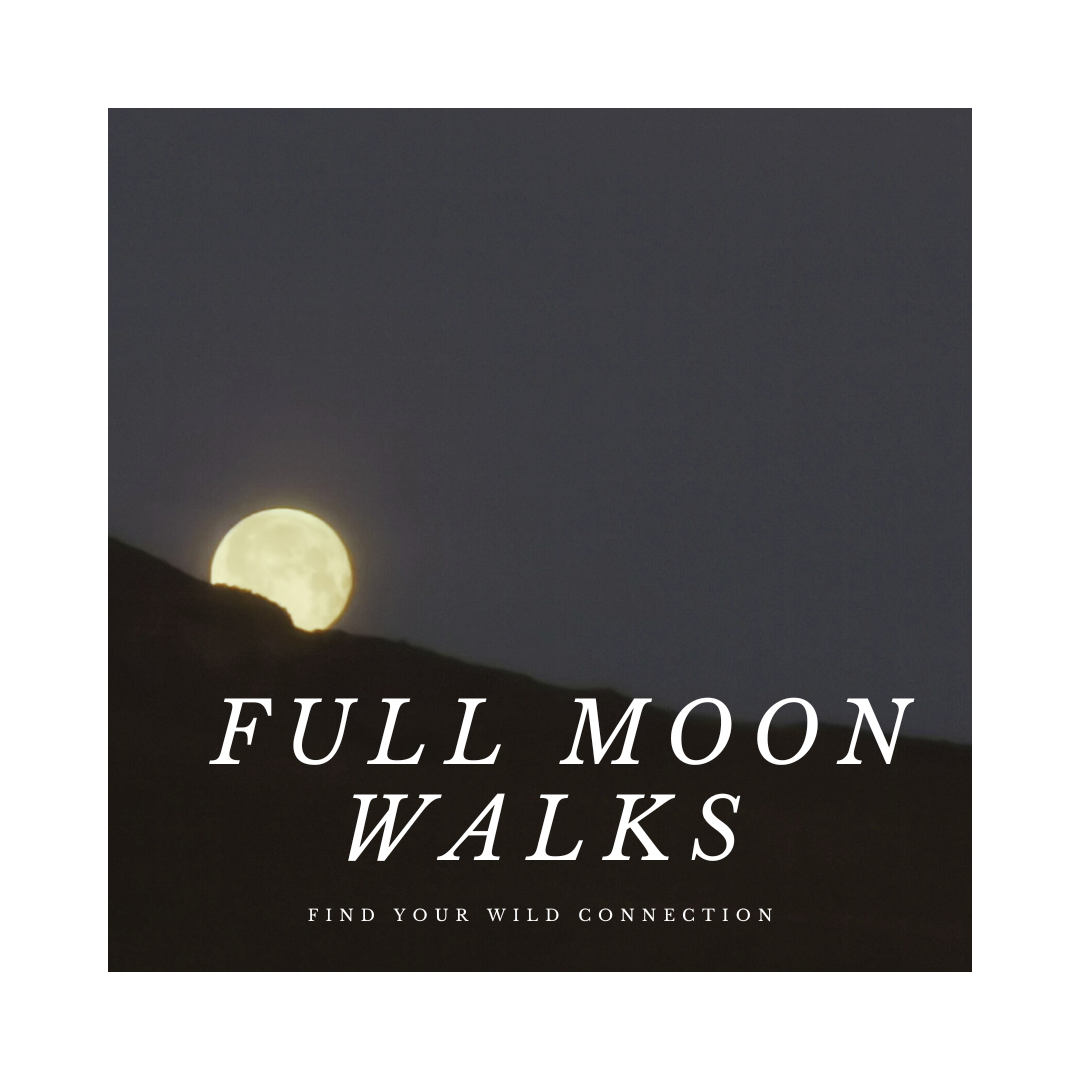 Full Moon Walk (1).png