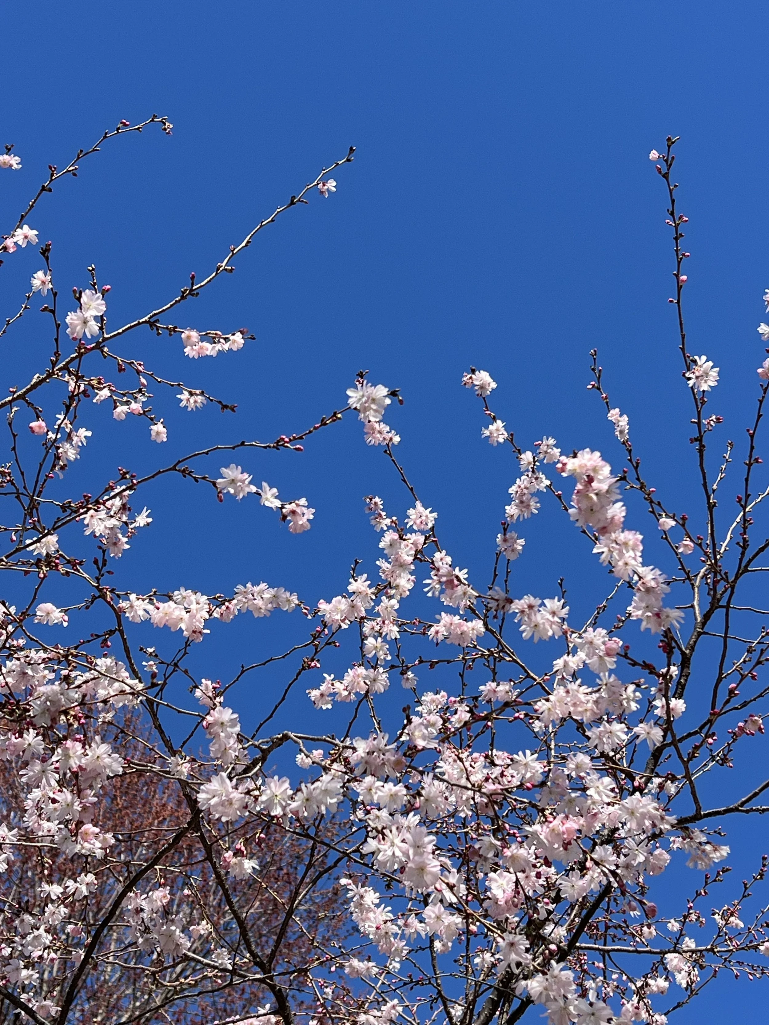 2025 VWS Spring Meeting (via Zoom)