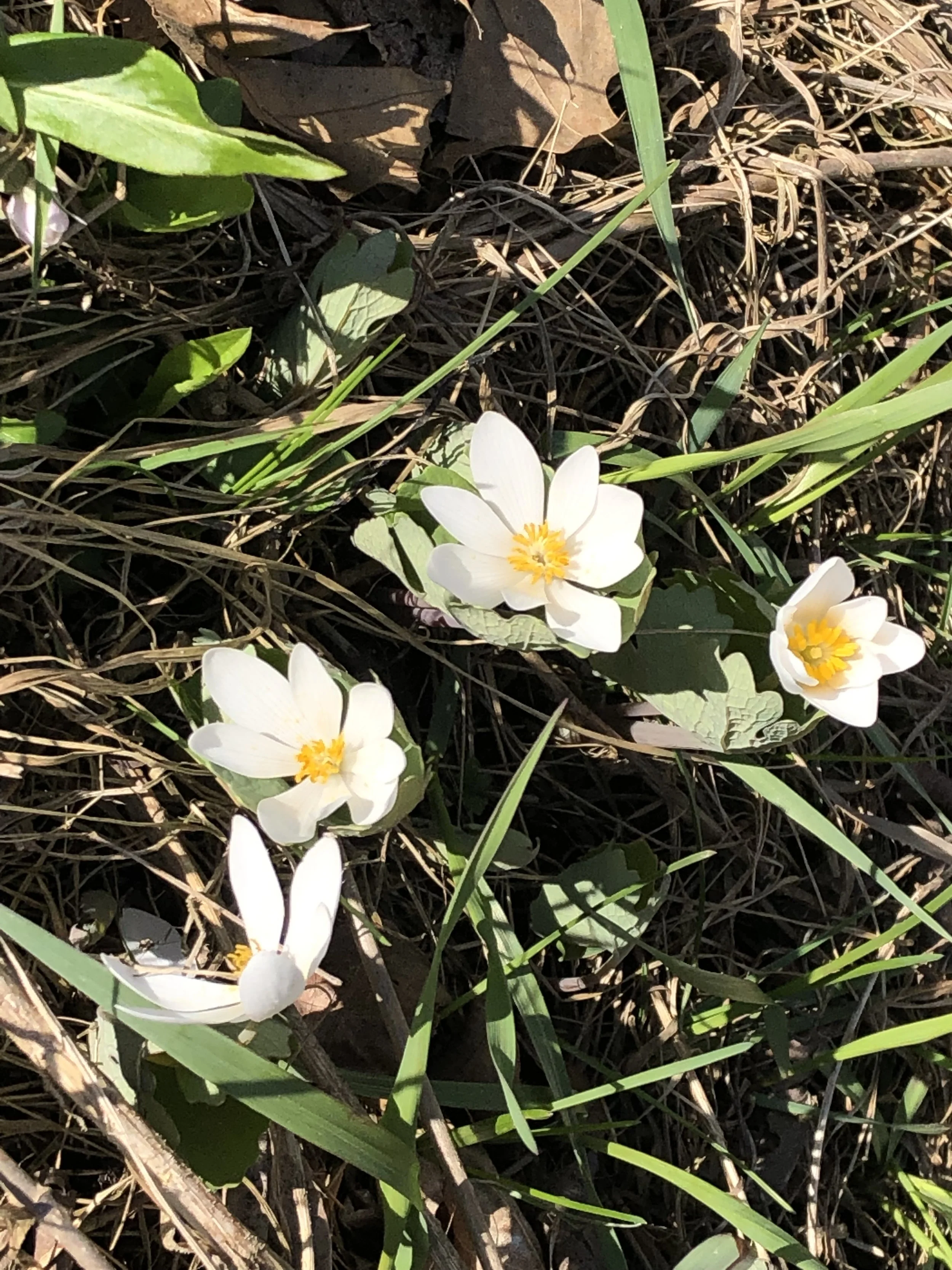 2026 VWS Spring Meeting