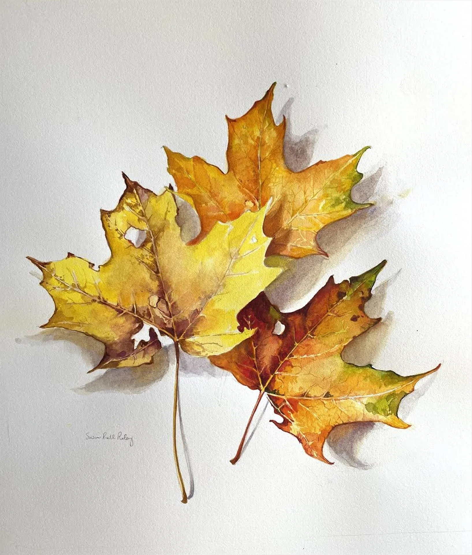 Susan Bull Riley, Maple Leaves