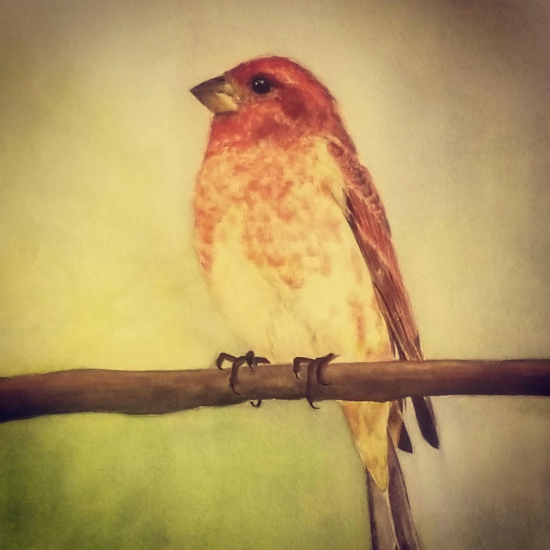 Emily Burkholder, Purple Finch