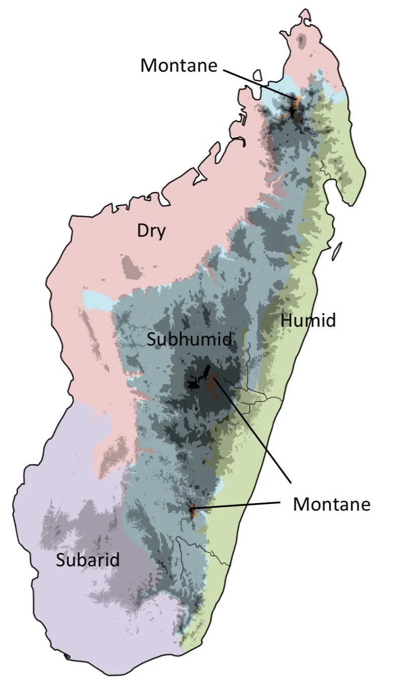 Madagascar’s complex topography, coupled with Pleistocene climate fluctuations, was a key driver of diversification for the island’s endemic birds.